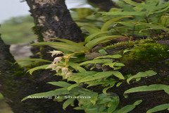 Eria mysorensis